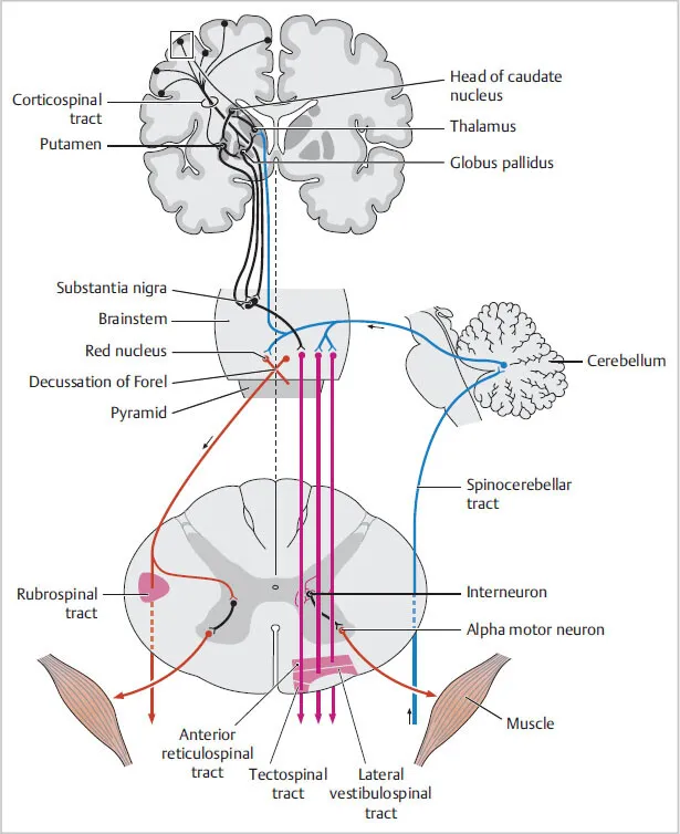 Brainstem Descending Motor Pathways