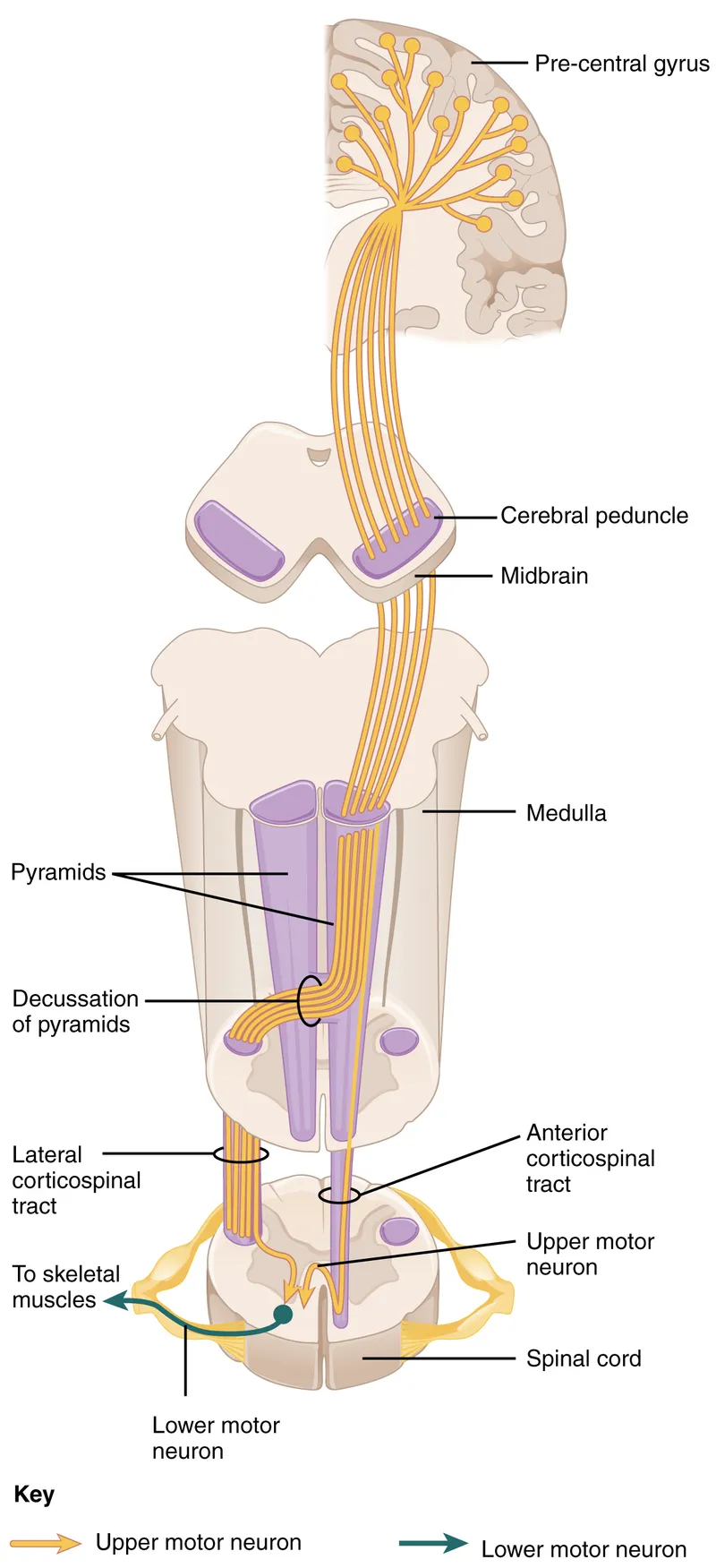 Corticospinal Tract: Origin, Path, and Decussation