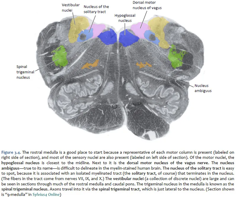 Medulla oblongata cross-section with cranial nerve nuclei