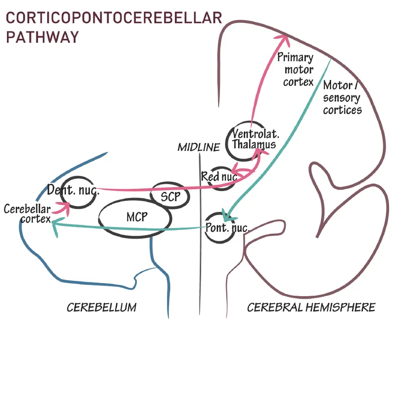 Corticopontocerebellar Pathway
