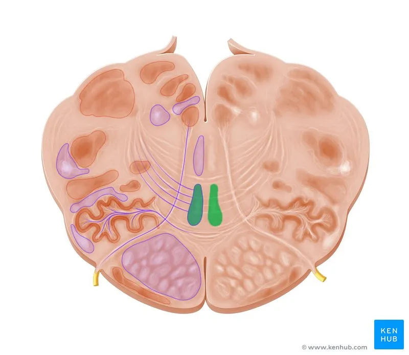 Brainstem cross-section with reticular formation nuclei