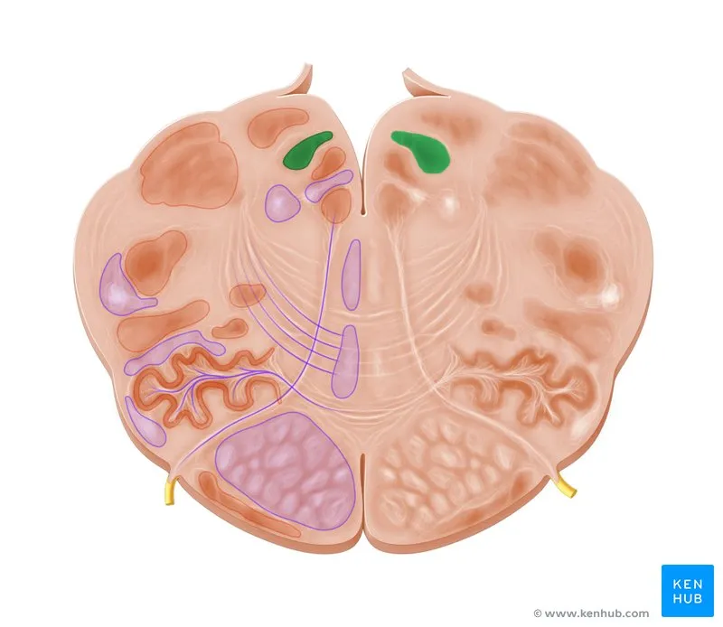 Transverse section of brainstem