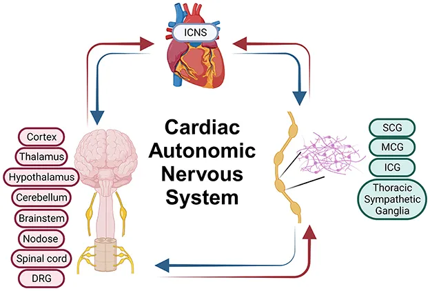 Cardiac Autonomic Nervous System