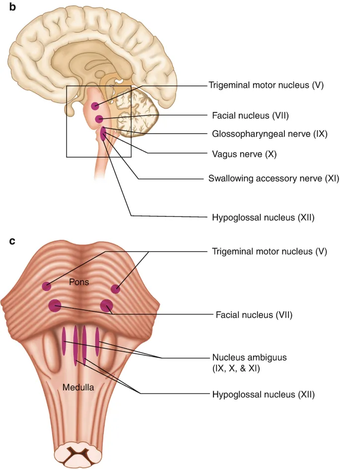Brainstem nuclei for swallowing and cough reflex