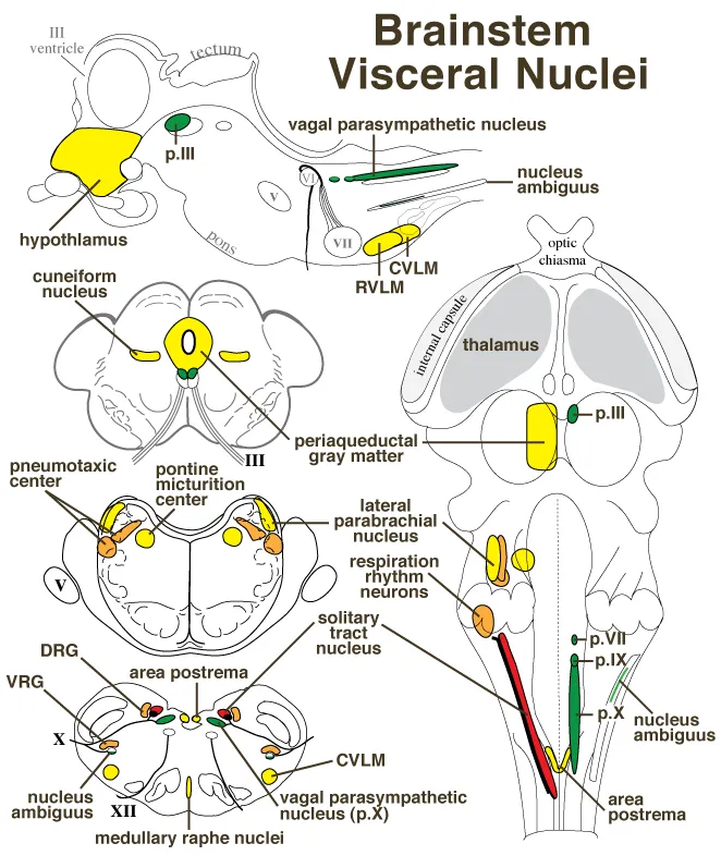 Brainstem Visceral Nuclei and Respiratory Centers