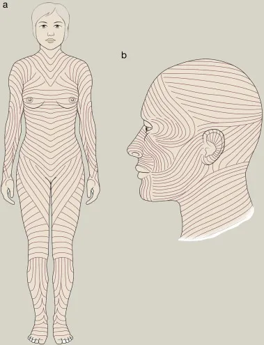 Langer's lines of the human body