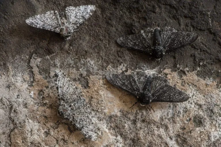 Peppered moths showing industrial melanism