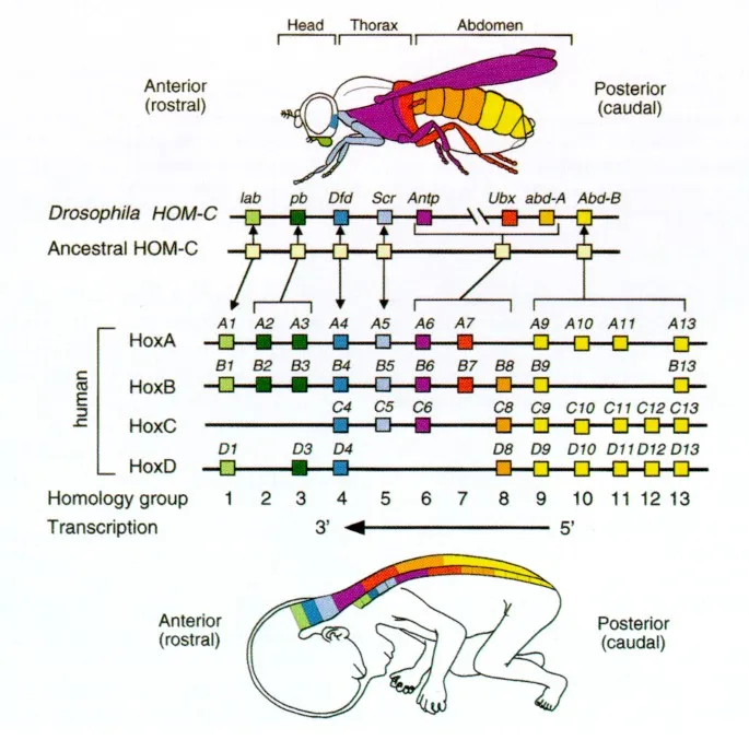 Hox gene clusters and expression in fly and human