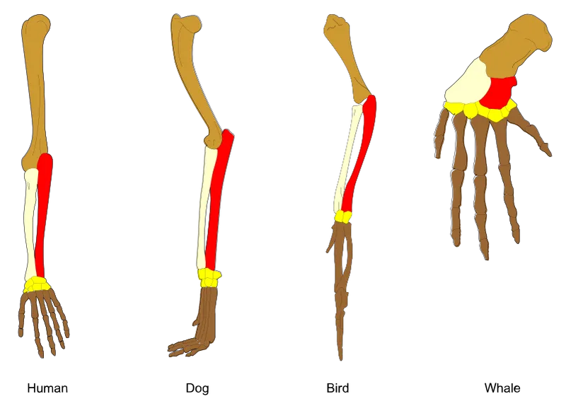 Homologous vertebrate limbs