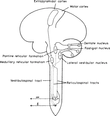 Vestibulospinal and Reticulospinal Tracts Diagram
