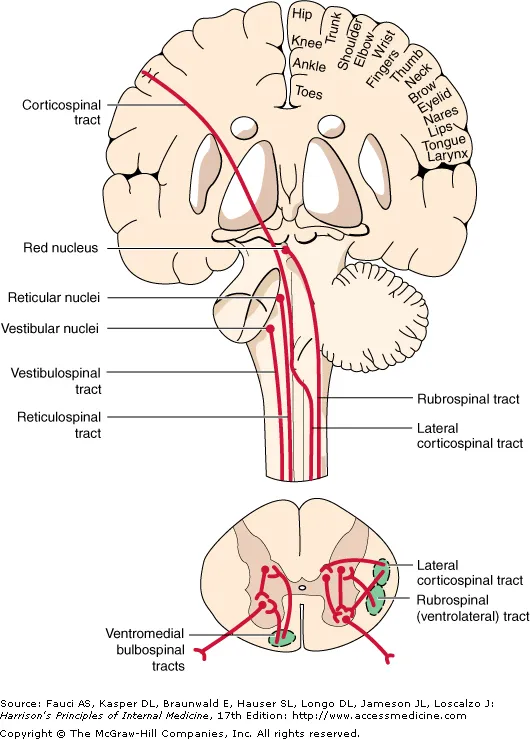 Alternative Motor Pathways and Corticospinal Tracts