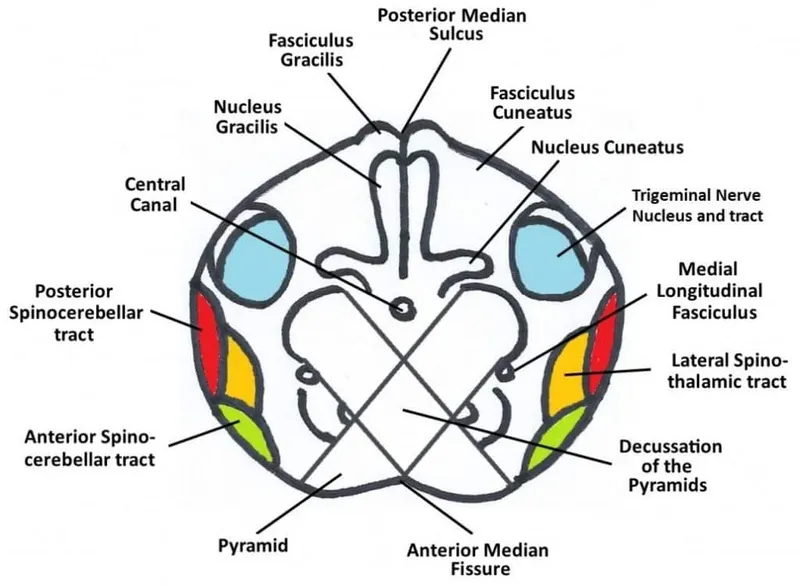 Axial cross-section of caudal medulla with decussation