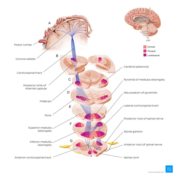 Corticospinal Tract Pathway & Decussation of Pyramids