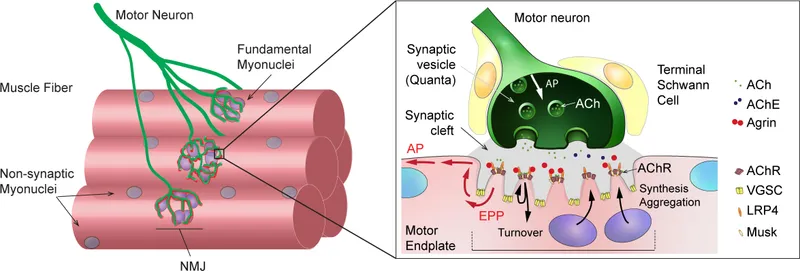 Motor unit and neuromuscular junction