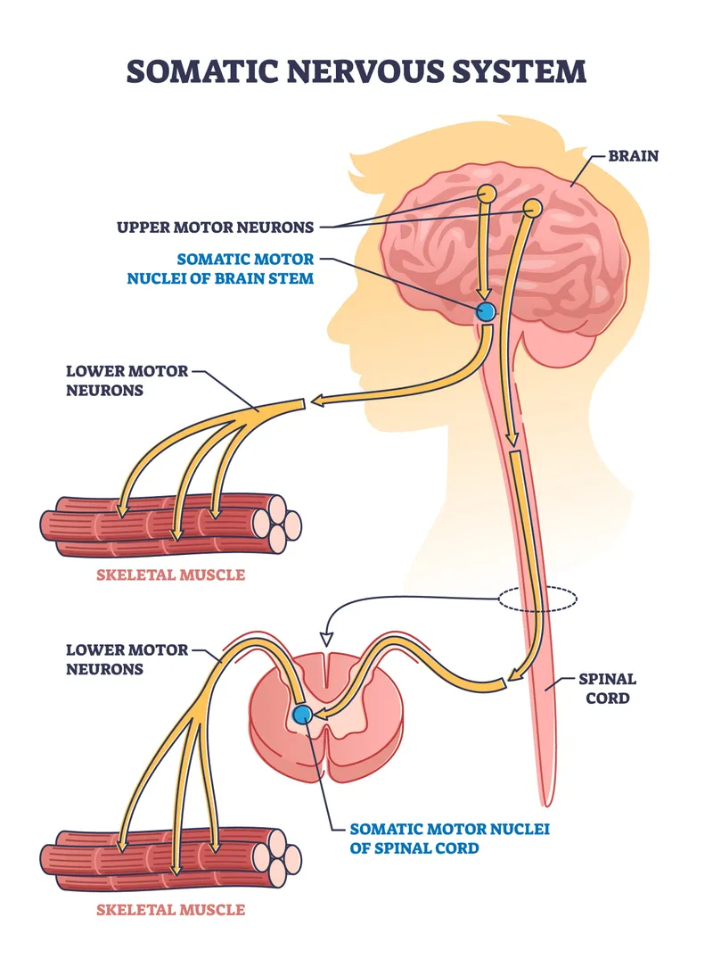 Somatic Nervous System: Upper and Lower Motor Neurons
