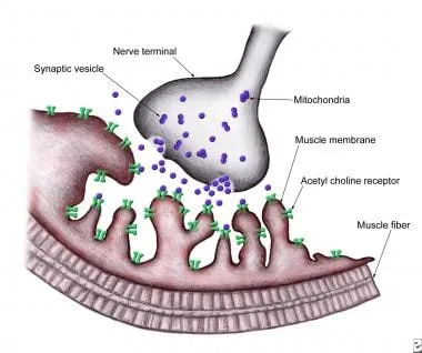 Neuromuscular Junction with Acetylcholine Receptors