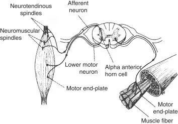 Lower Motor Neuron and Muscle Spindle Reflex Arc