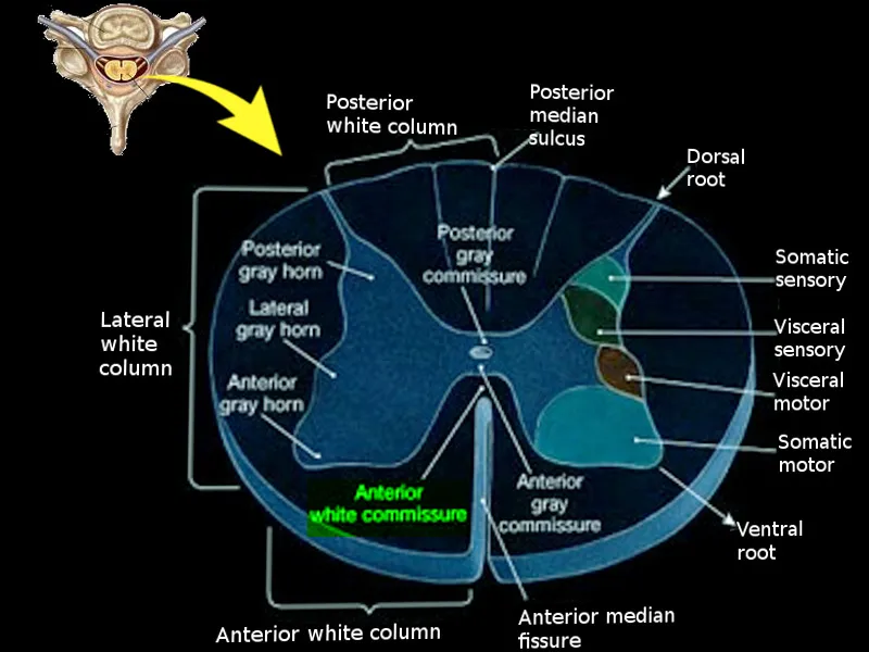 Spinal Cord Cross-Section with Anterior White Commissure