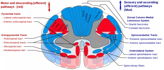 Somatotopic organization of corticospinal tracts