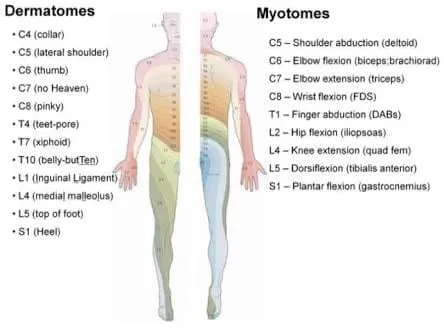 Dermatome and Myotome Map