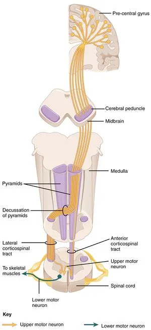 Corticospinal Tract Pathway: UMN and LMN