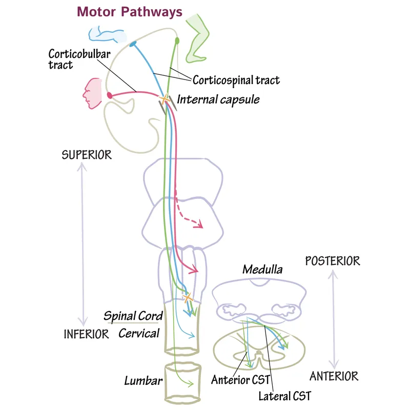 Corticospinal and Corticobulbar Tracts