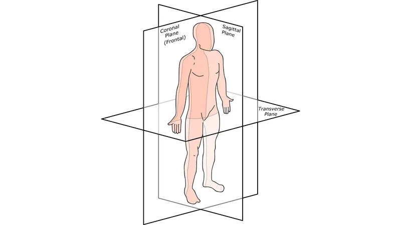 Anatomical planes: sagittal, coronal, and transverse