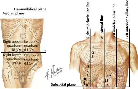 Anatomical planes and reference lines of thorax and abdomen