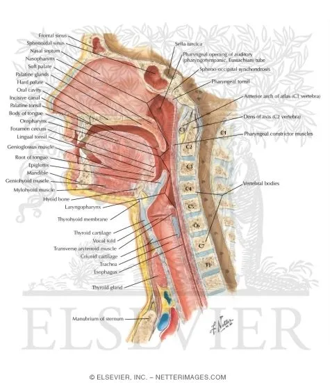 Midsagittal Head & Neck Anatomy: Brain, Sinuses, Pharynx