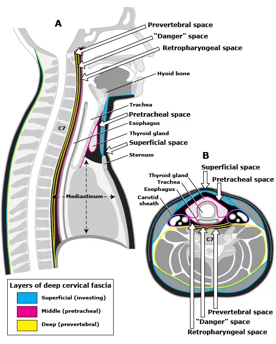 Deep neck fascial spaces: sagittal and cross-sectional views
