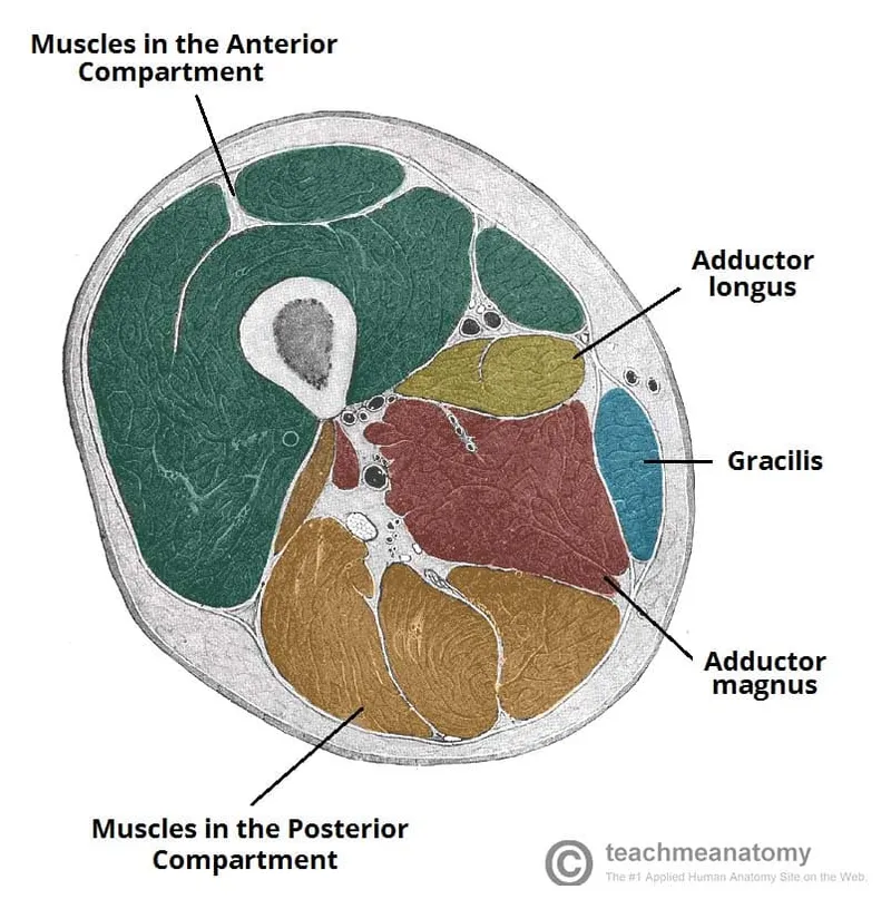 Axial cross-section of thigh showing muscle compartments
