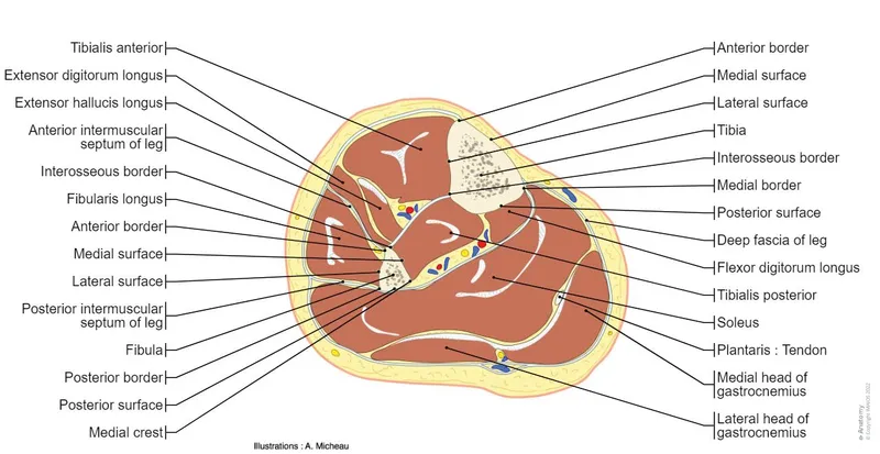 Axial cross-section of mid-leg with muscle compartments