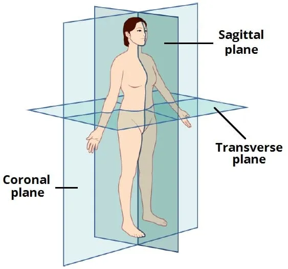 Anatomical Planes: Sagittal, Coronal, and Transverse