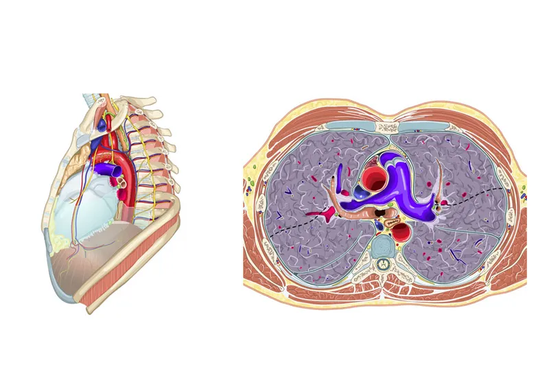 Thoracic cross-section at T6-T7 with cardiac chambers