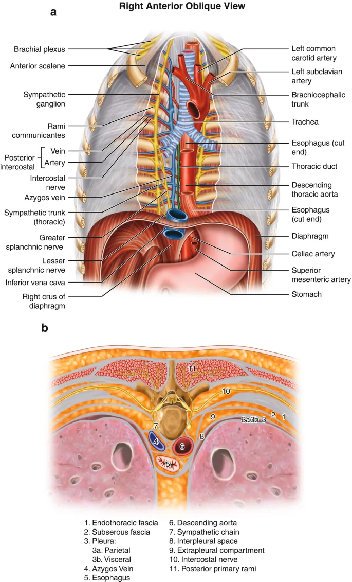 Thoracic cross-section at T4/T5 vertebral level