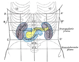 Transpyloric Plane and Upper Abdominal Organs