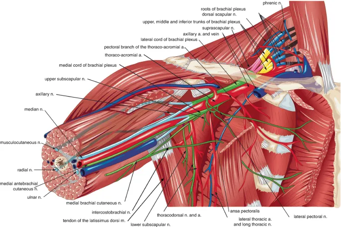 Axilla and Brachial Plexus Anatomy