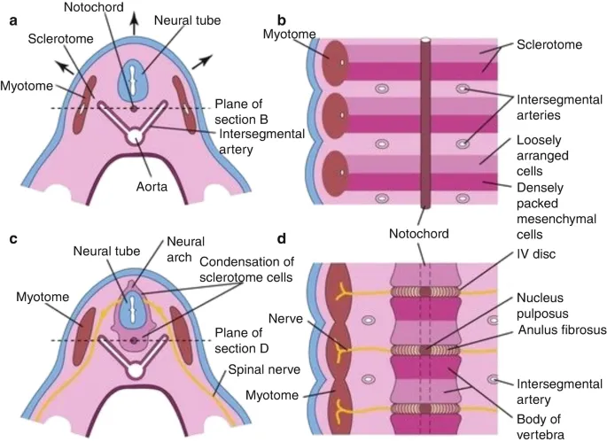 Embryological development of somites and spinal nerves