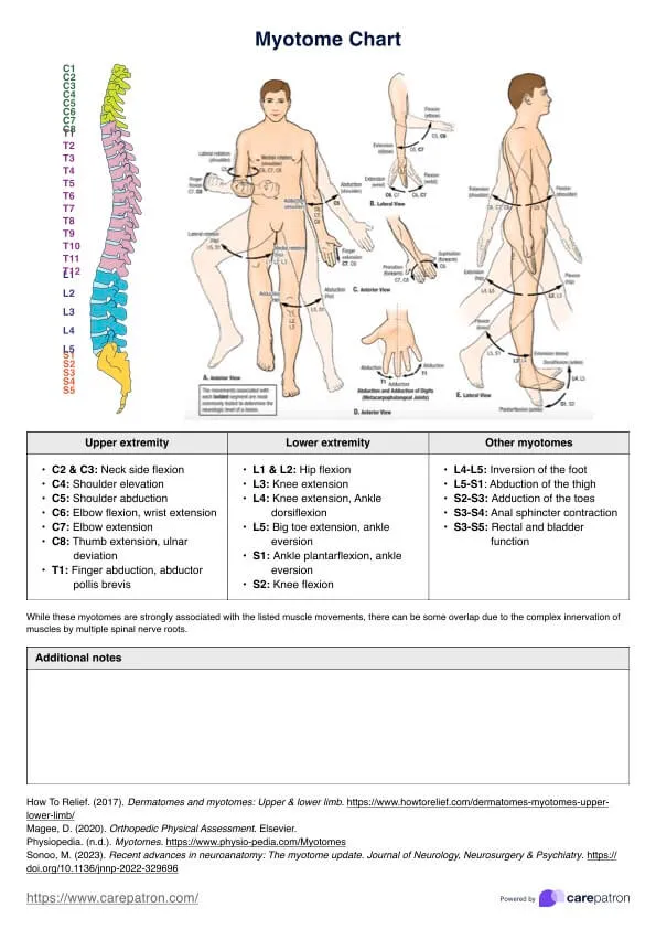Myotome Chart with Motor Actions and Spinal Nerve Roots