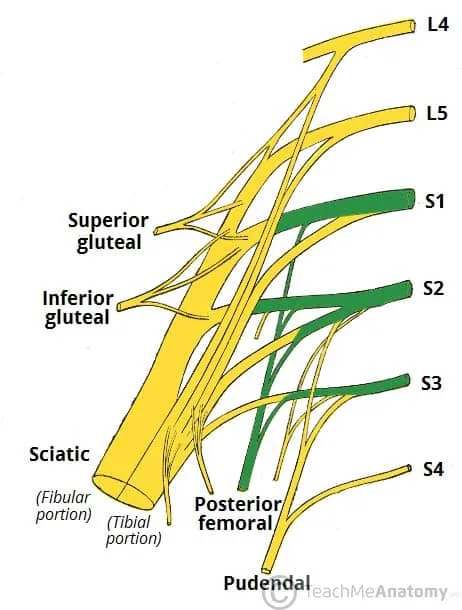 Sacral Plexus: Nerve Roots L4-S4 and Major Branches