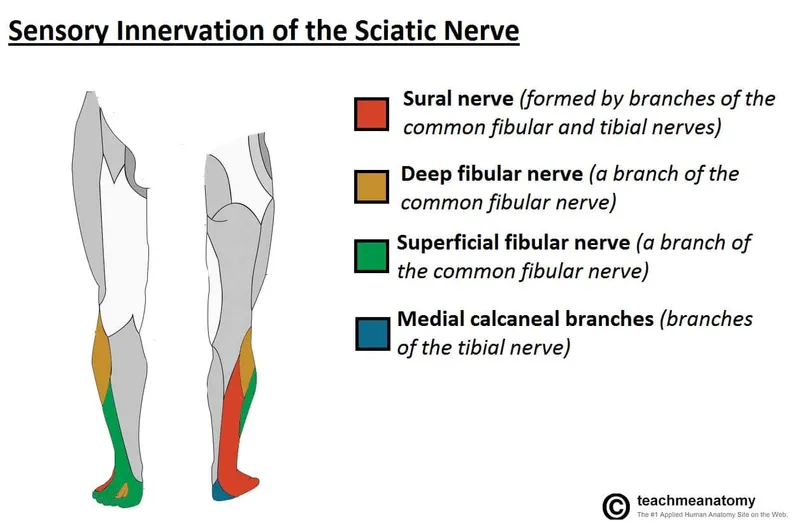 Sensory Innervation of the Sciatic Nerve