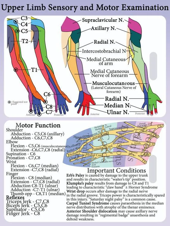 Segmental Innervation Patterns USMLE Step 1 Lesson Oncourse