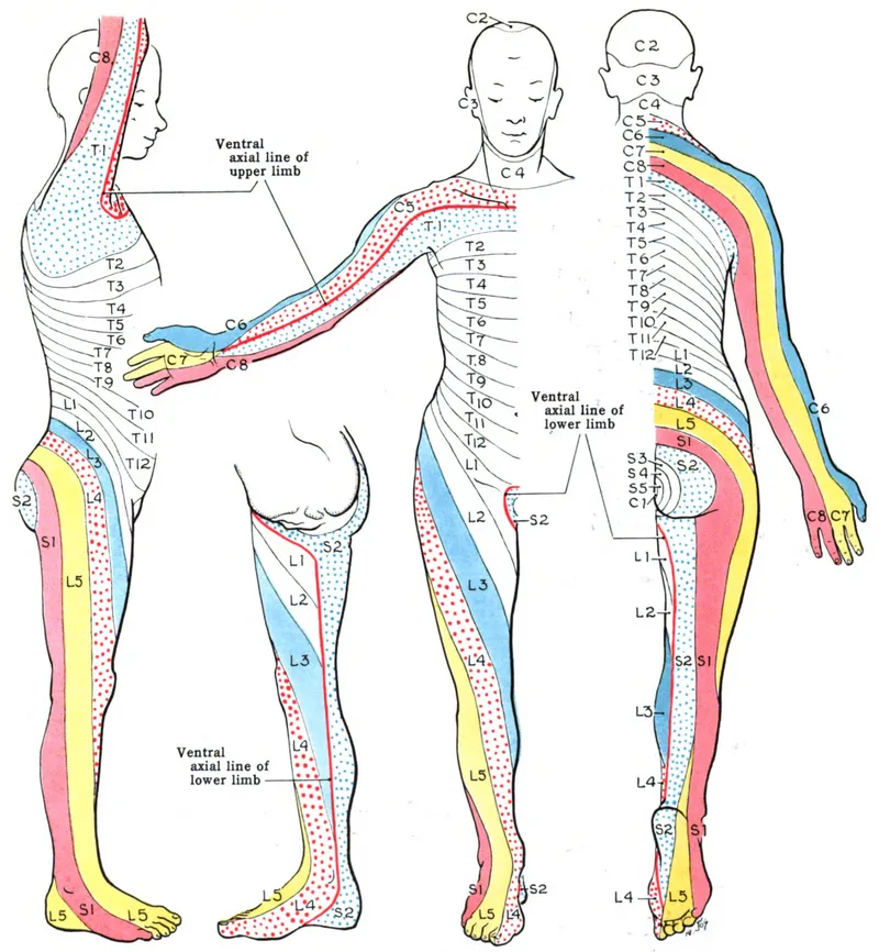 Dermatome Map of the Human Body