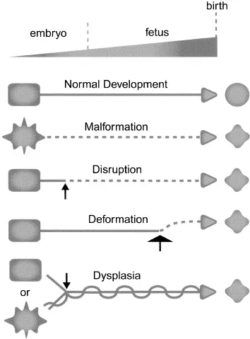 Malformation, Disruption, Deformation, and Dysplasia