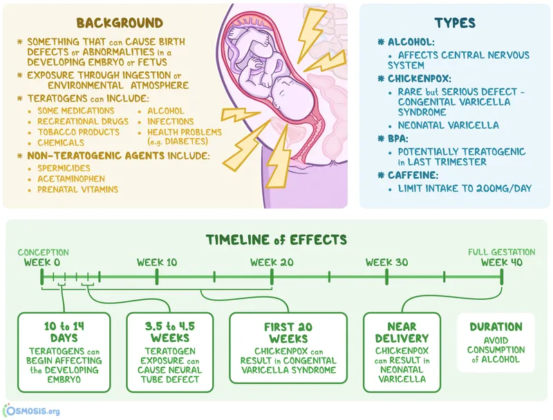 Teratogens and fetal development timeline