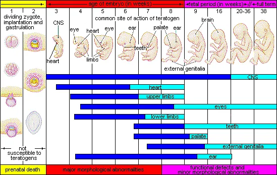 Critical periods of human development