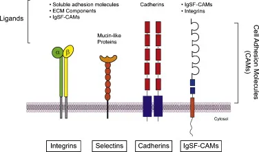 Types of Cell Adhesion Molecules (CAMs)