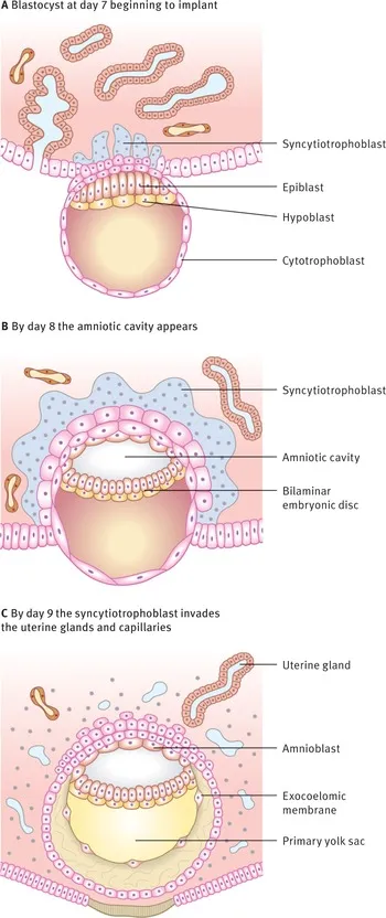 Bilaminar disc formation and implantation (Days 7-9)