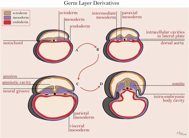 Germ Layer Derivatives and Embryonic Folding