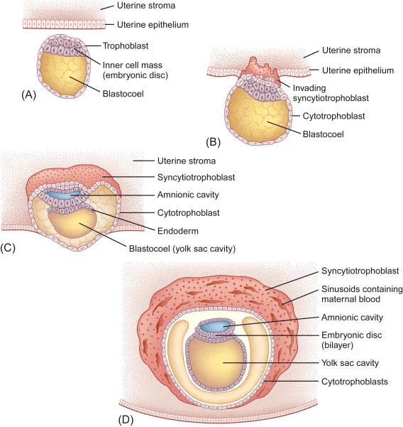 Blastocyst implantation and early embryonic development